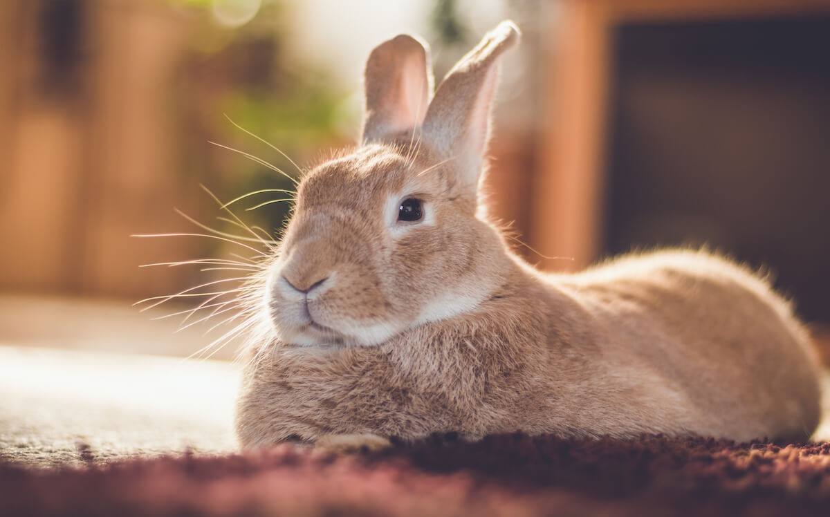 Close-up of a tanned colour rabbit