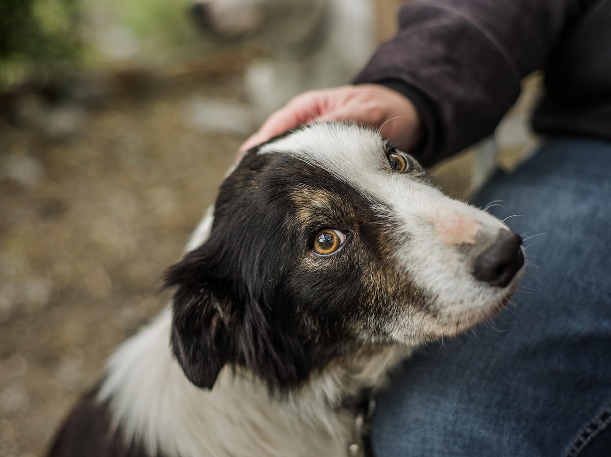 Close-up of black and white dog