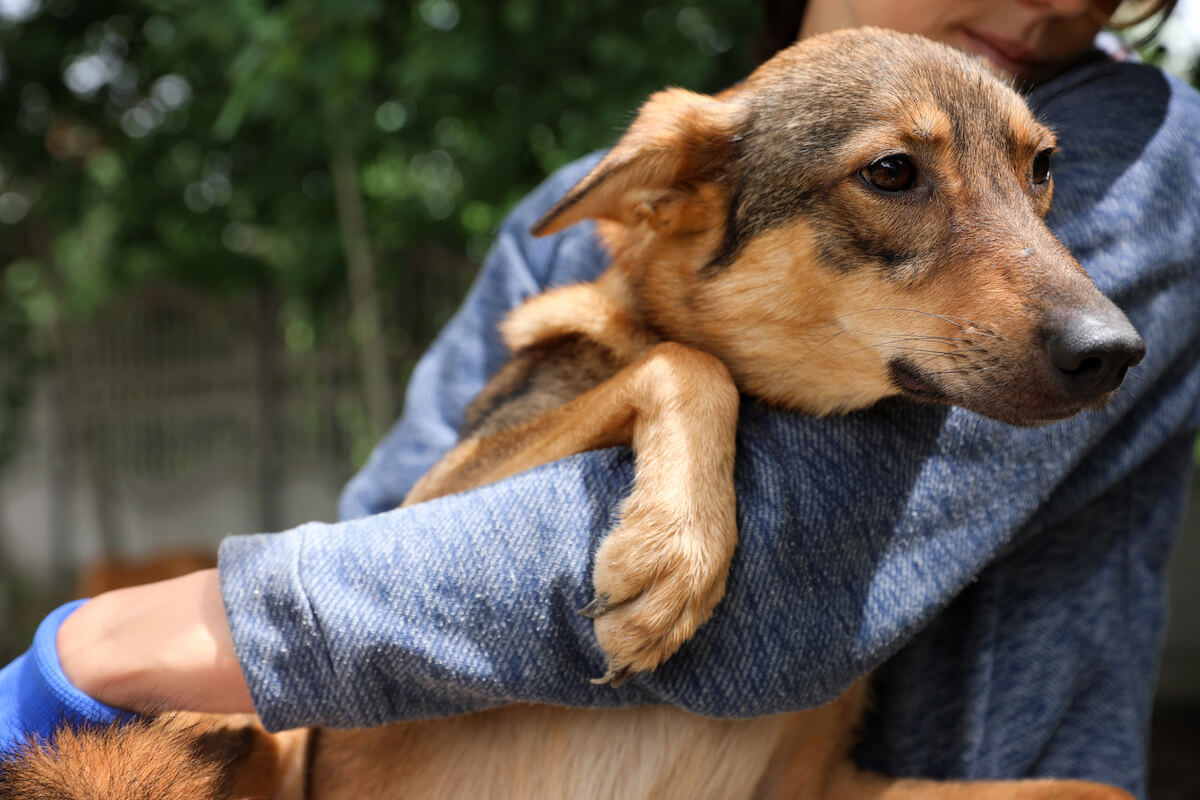 How to Help Animals in Ukraine: Organizations to Support Right Now - Toast