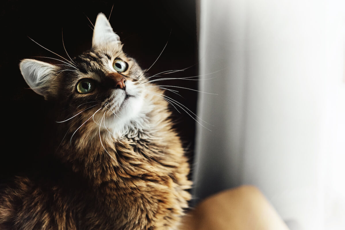 cute adorable sweet cat sitting with amazing wise look, winter holidays