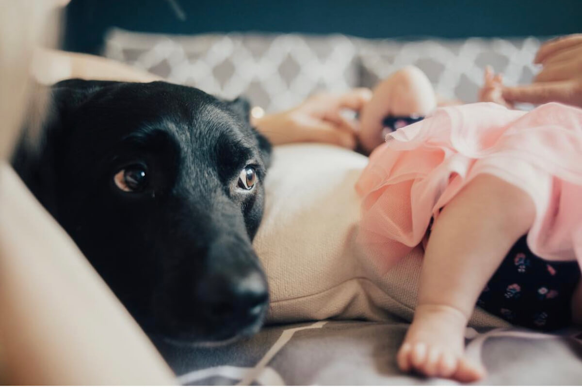 Black lab rescue dog in his forever home