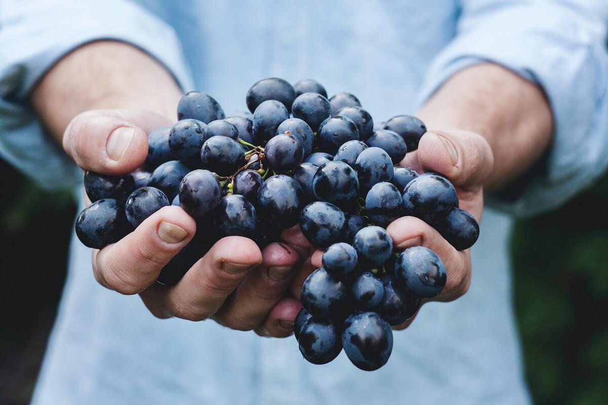 Closeup of someone holding grapes. Photo by Maja Petric via Unsplash.
