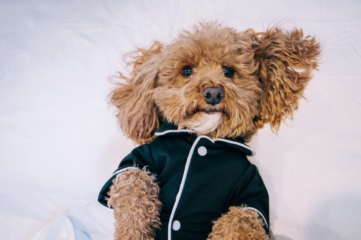 Bichon poodle mix pet dog wearing black pajamas and laying in bed. 