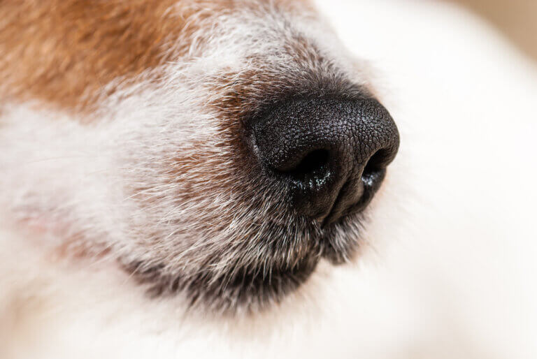 Black wet nose of Jack Russell Terrier