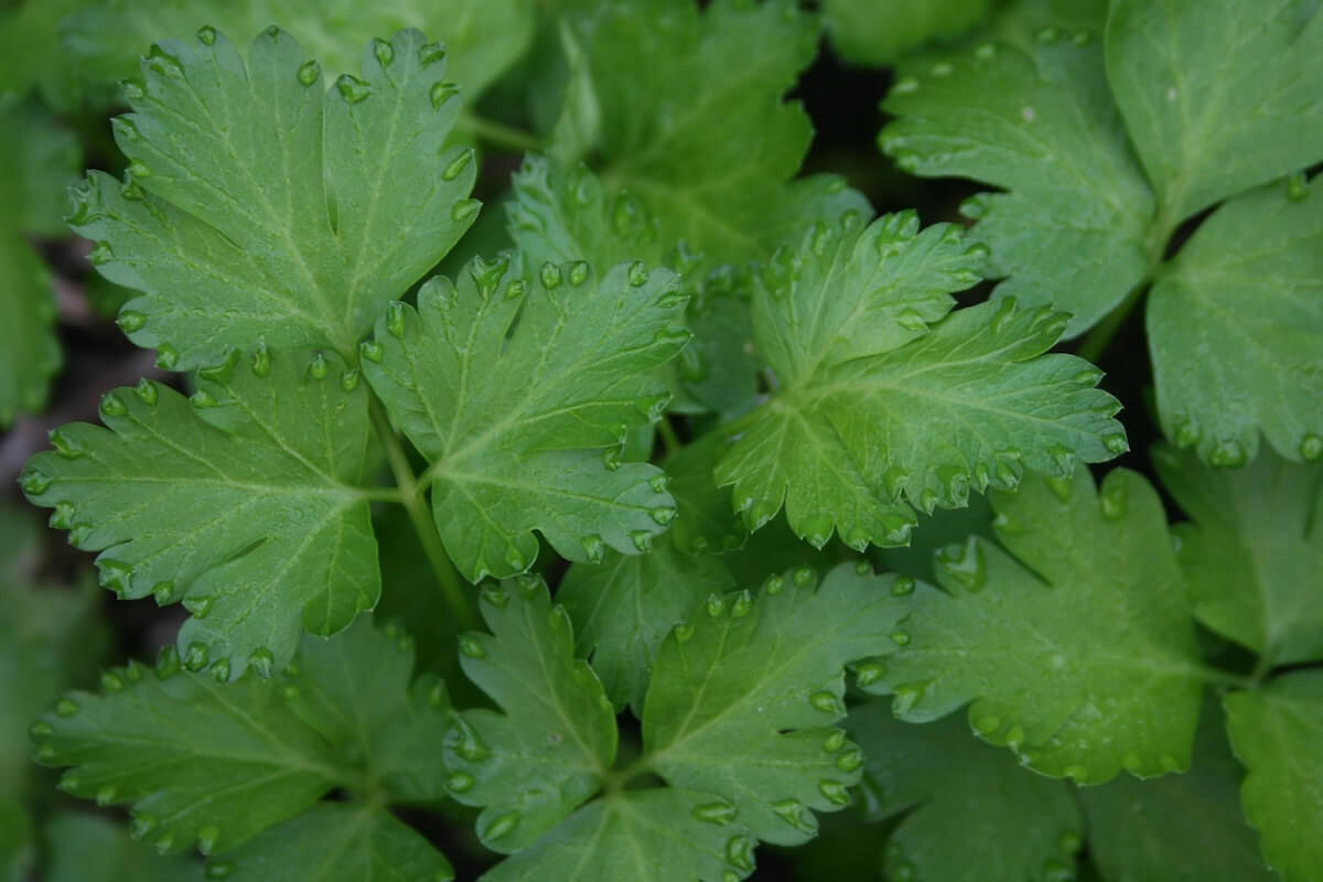 Close-up of leaves outside.