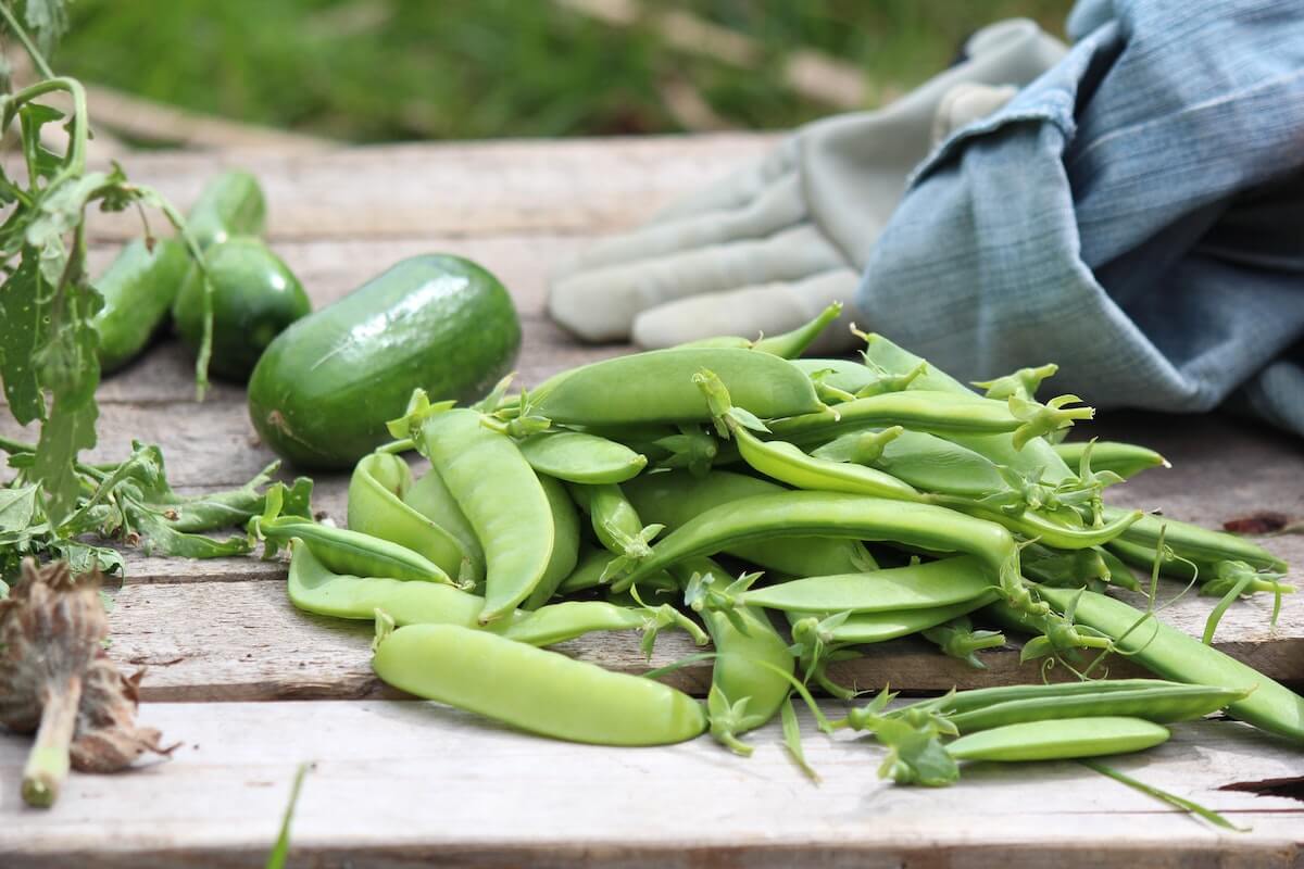 Closeup of green beans.