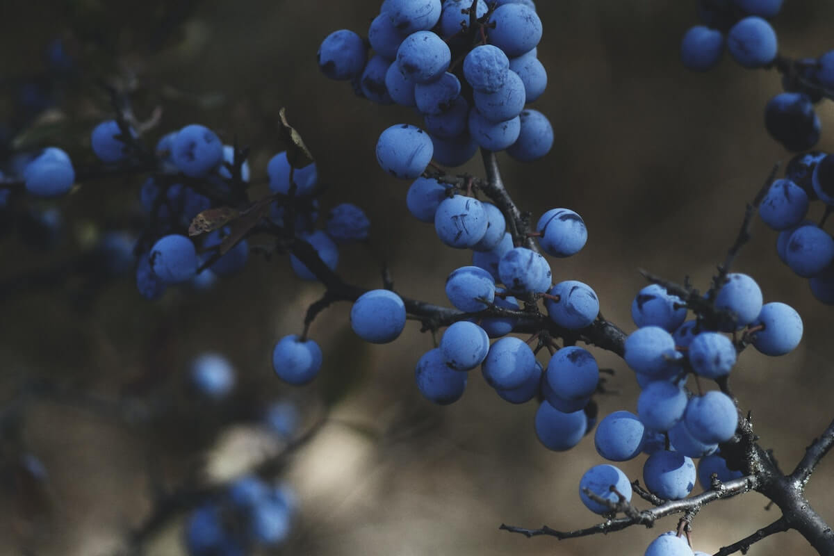 A close-up of wild blueberries. 