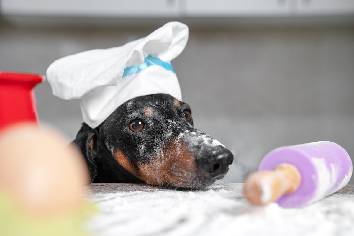 Close up portrait of black and tan dachshund baker in white chef hat putting its head on the kitchen table, all in flour.