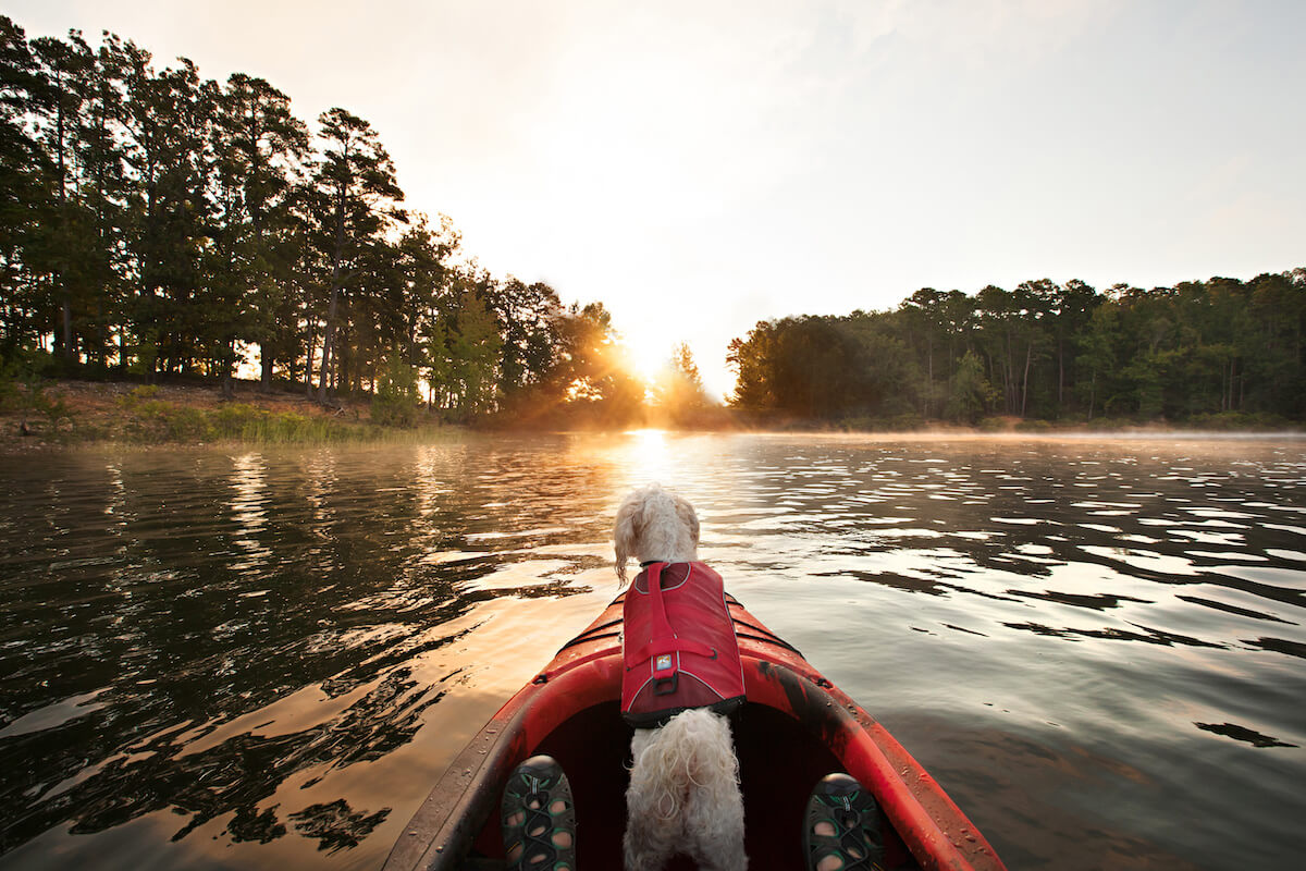 Dog on a kayak with the sunset in front. 