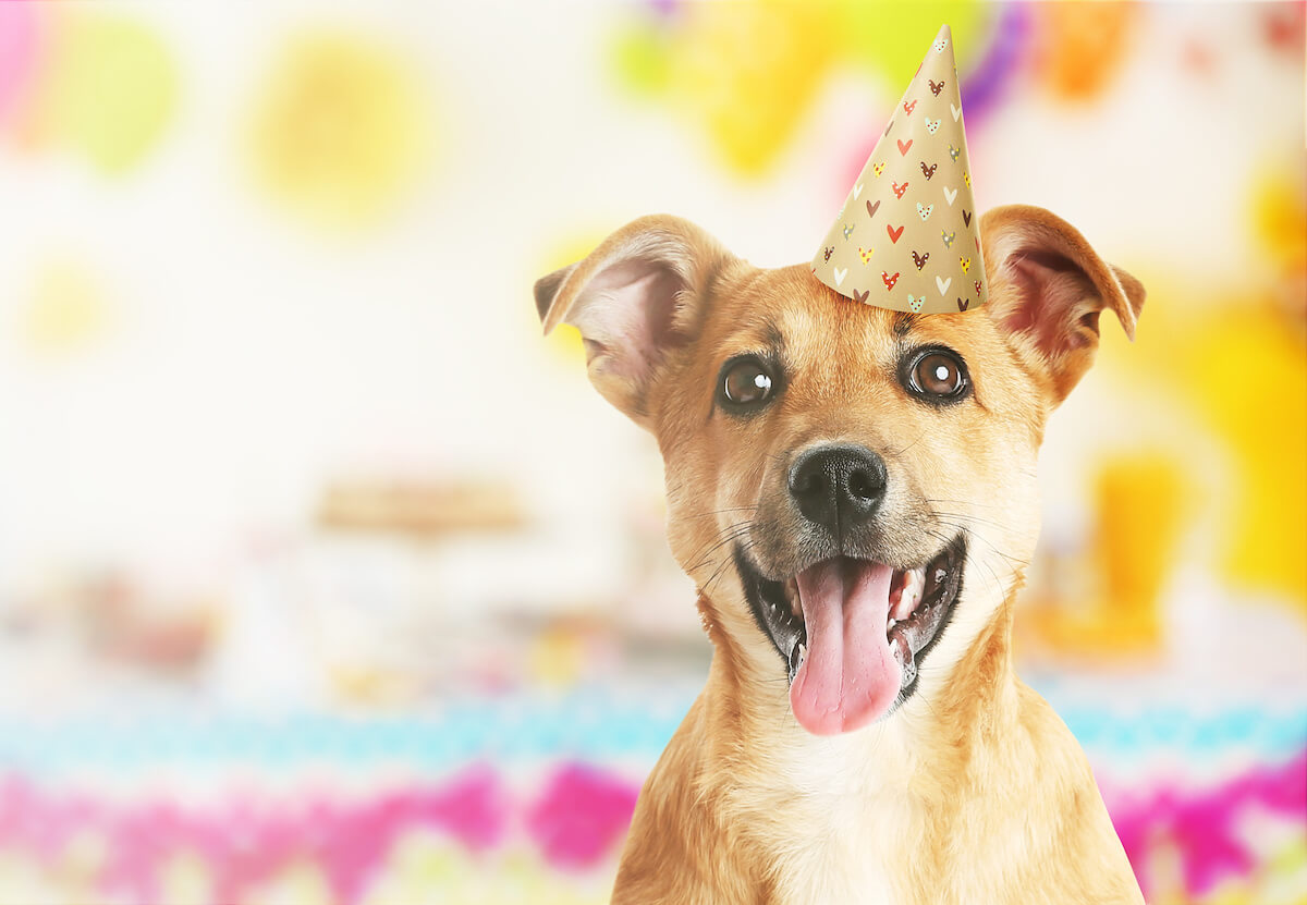 Funny cute dog celebrating his birthday party.
