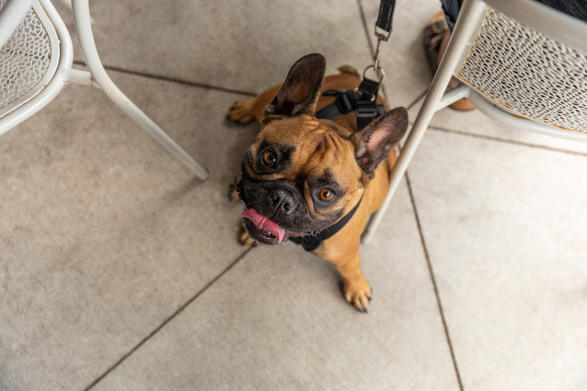 A french bulldog on a summer patio.