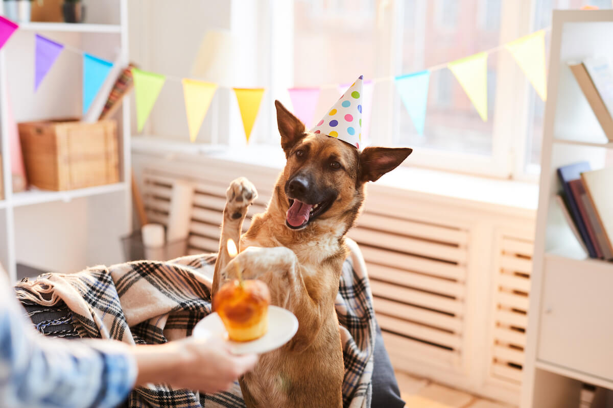 German Shepherd dog celebrating his birthday party
