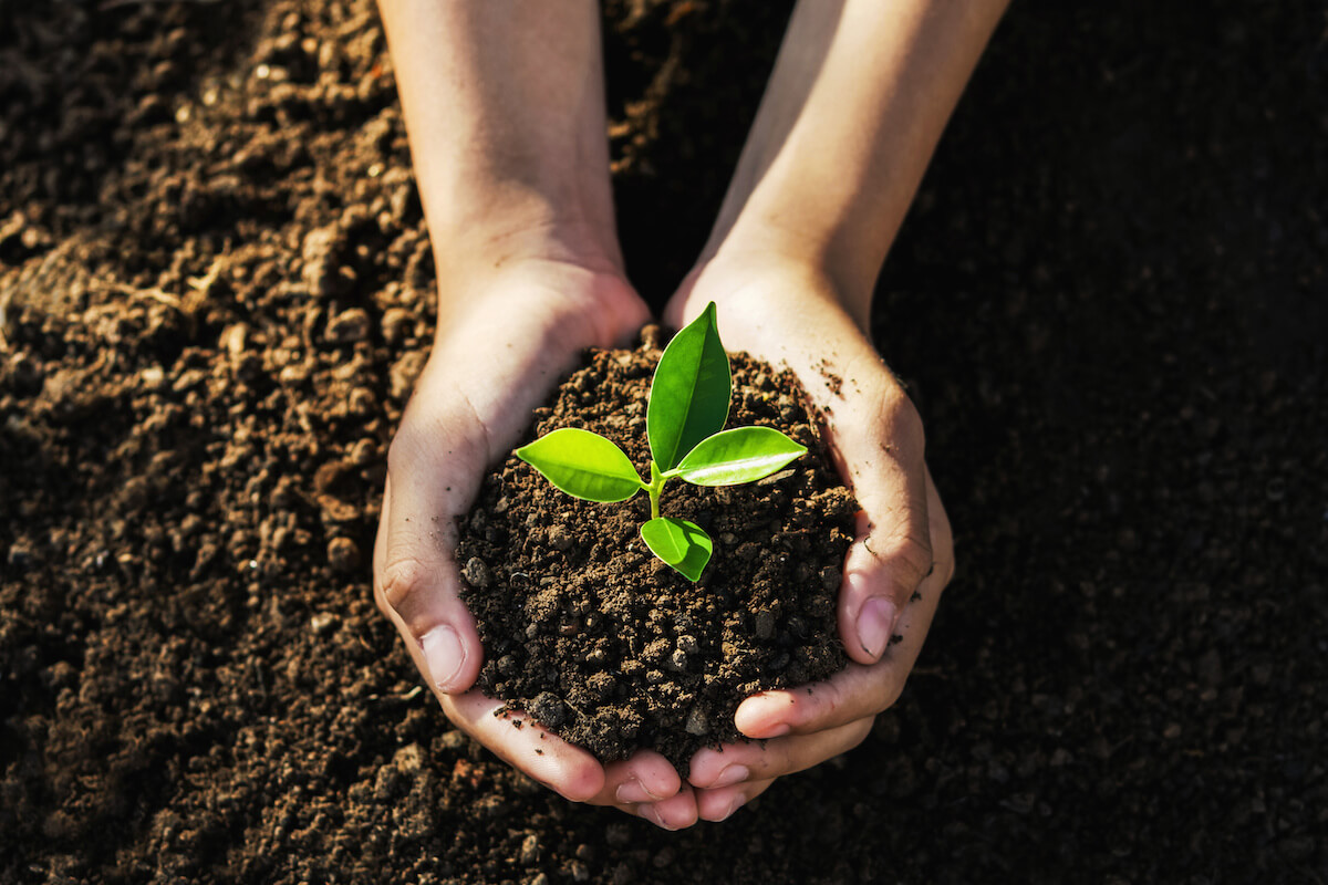 Hand holding a young tree for planting. 