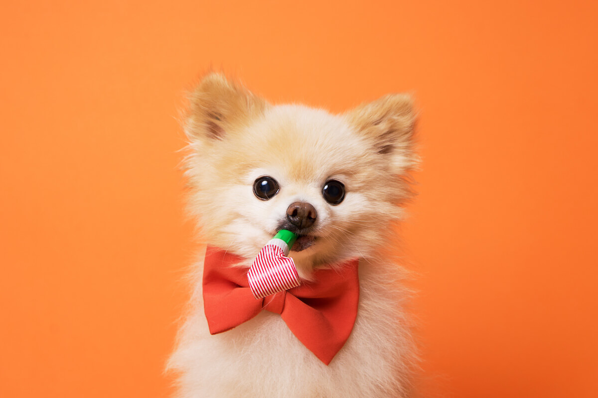 Cute pomeranian dog with a bowtie