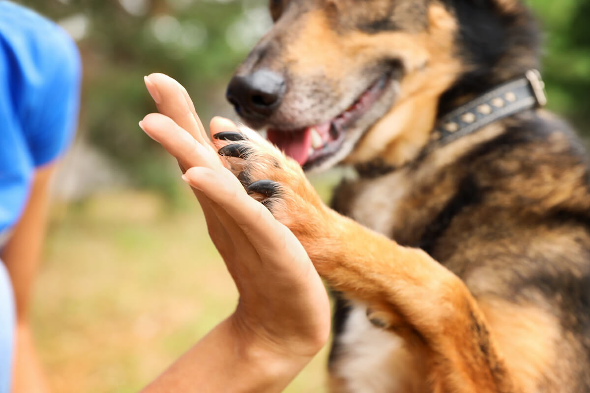 Female volunteer with homeless dog at animal shelter outdoors, closeup