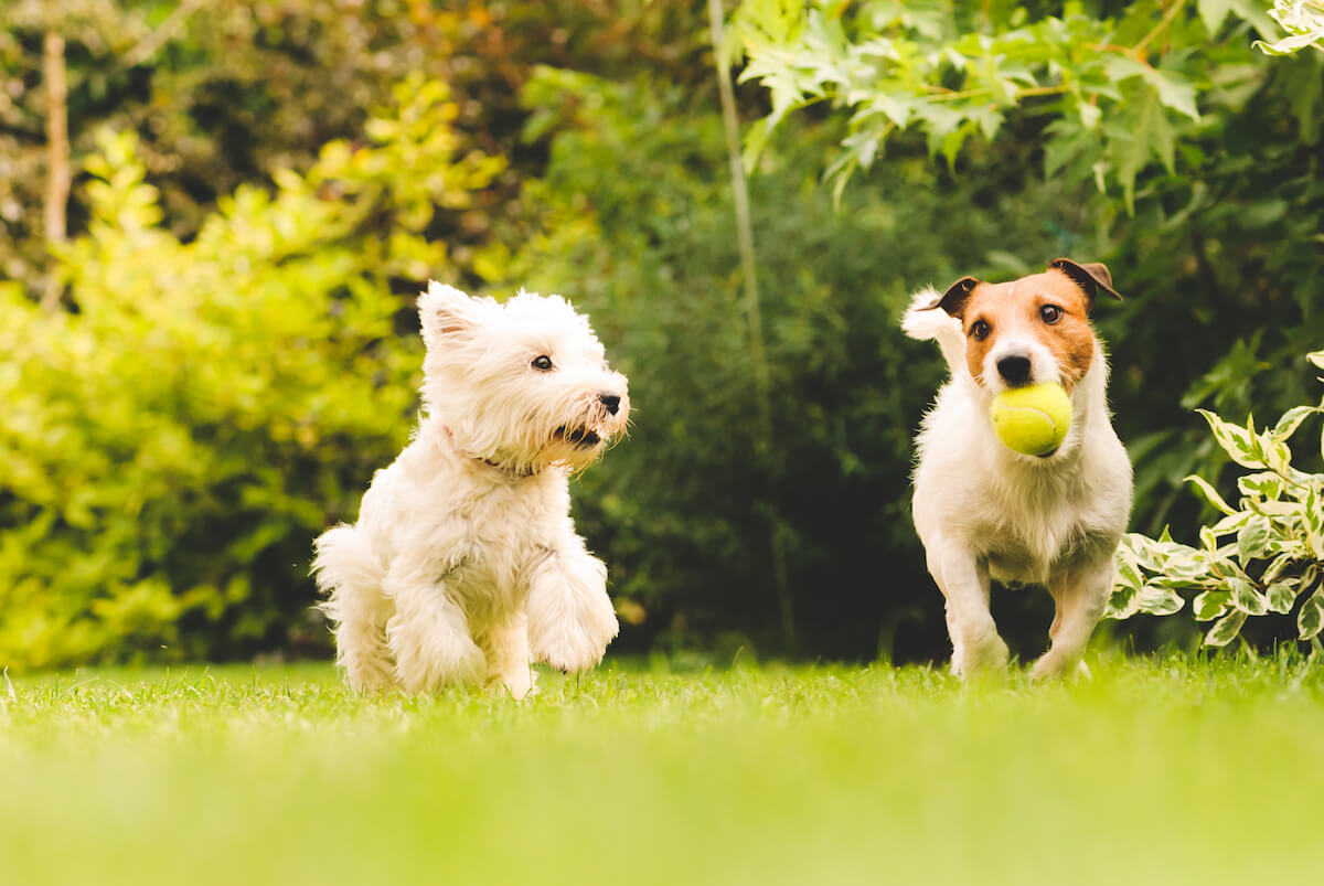 Two dogs playing at the park with a tennis ball.