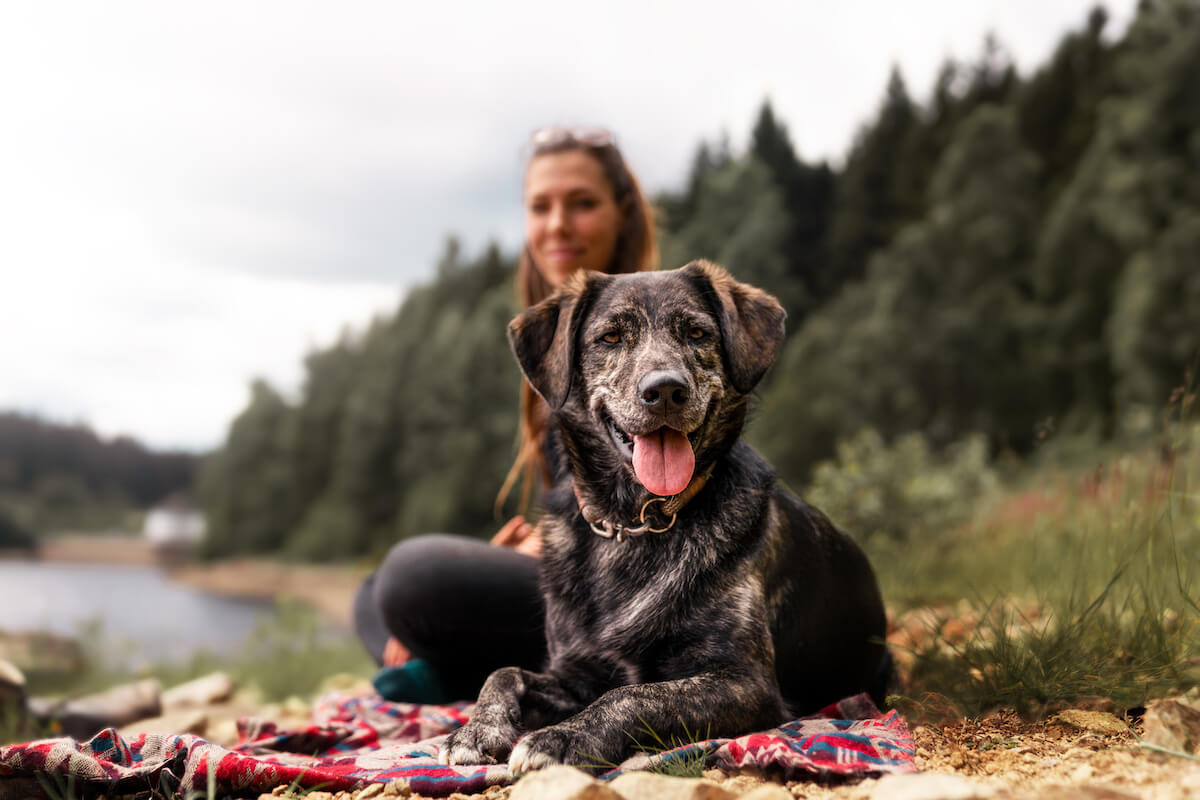 Young woman and german shepherd mix dog puppy sitting together outdoor making a pause during a hike.