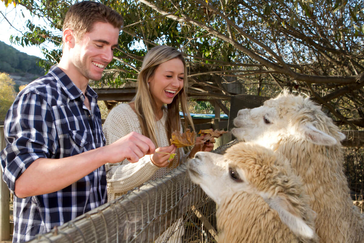A young couple on a date at a petting zoo.