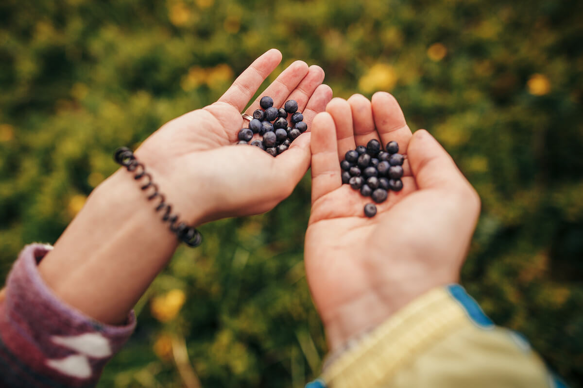 Couple's hand holding blueberries on background of sunny mountains grass and hills.
