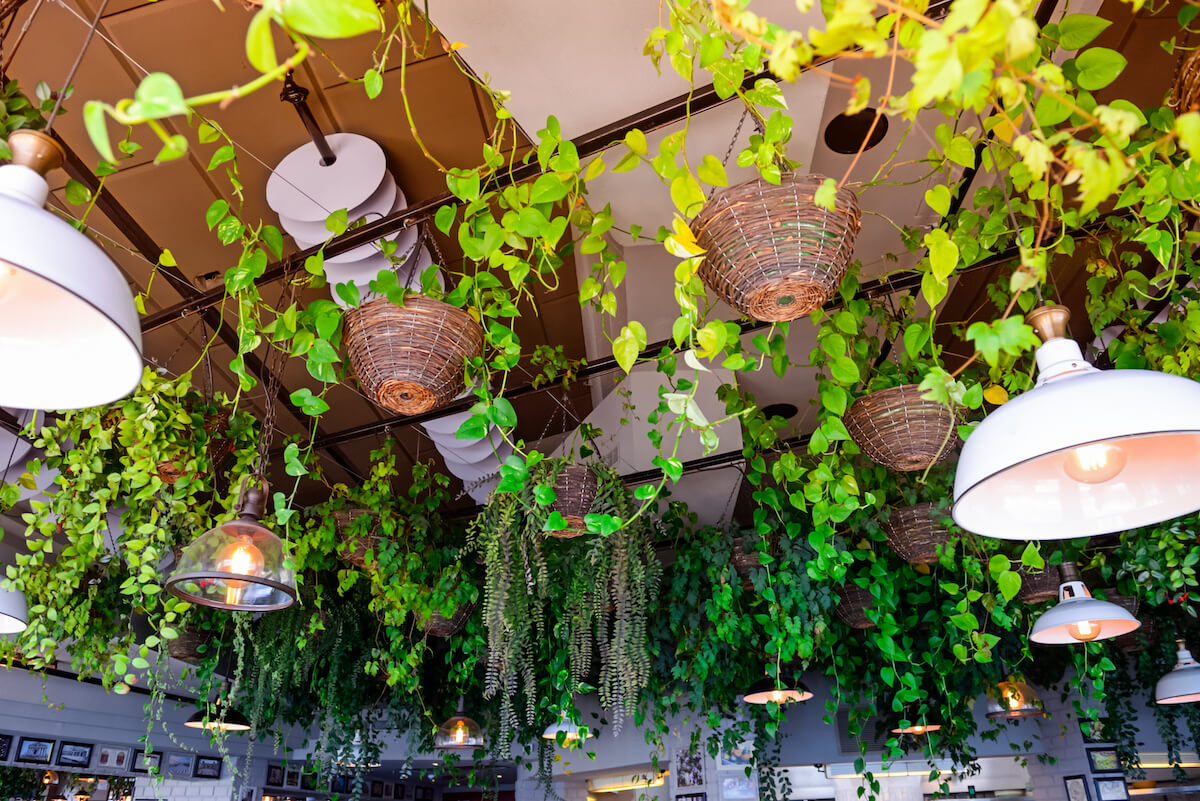 Selective focus on evergreen climbing plants in hanging baskets and lamps fixed on the ceiling with blurred restaurant interior in the background. 