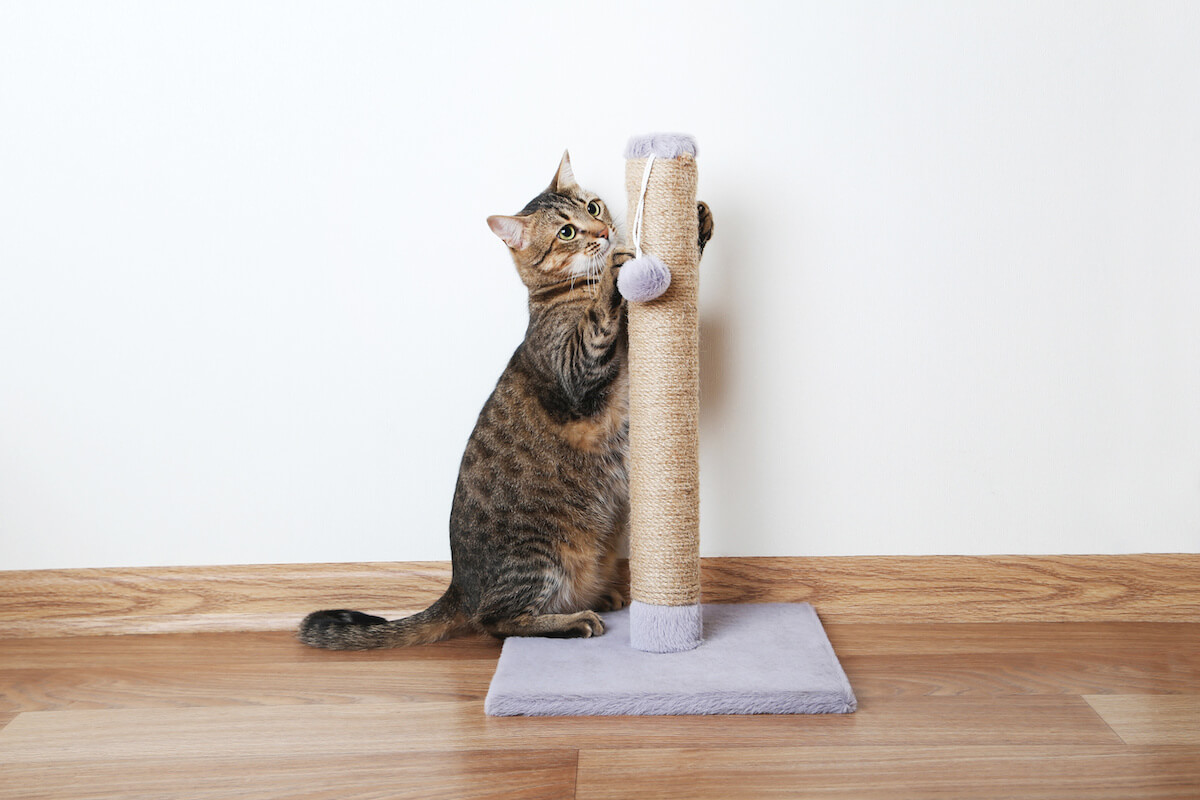 Beautiful cat with the scratching post