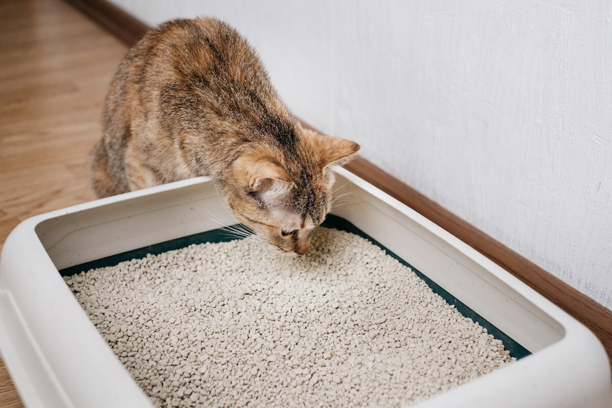 Domestic cat sniffs bulk litter in a plastic box.