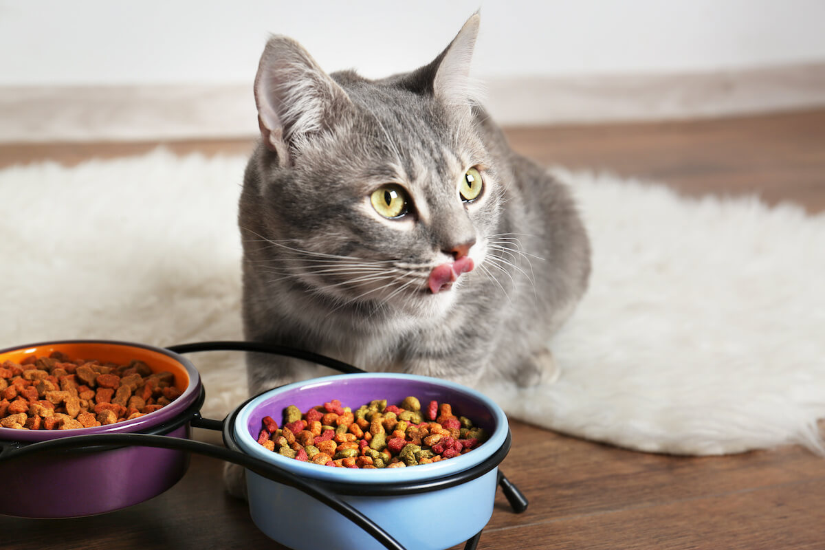 Cute cat eating on floor at home, cat food bowls