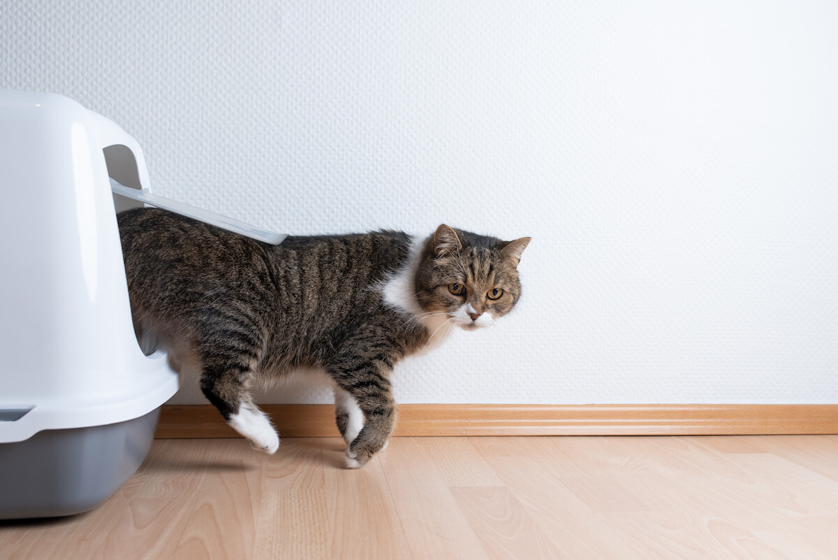 Side view of tabby british shorthair cat leaving hooded gray cat litter box with flap entrance on wooden floor in front of white wall.