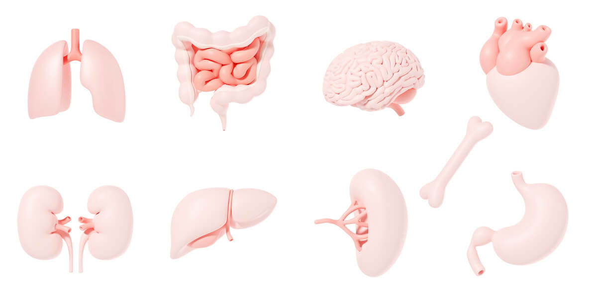 Illustration of human organs