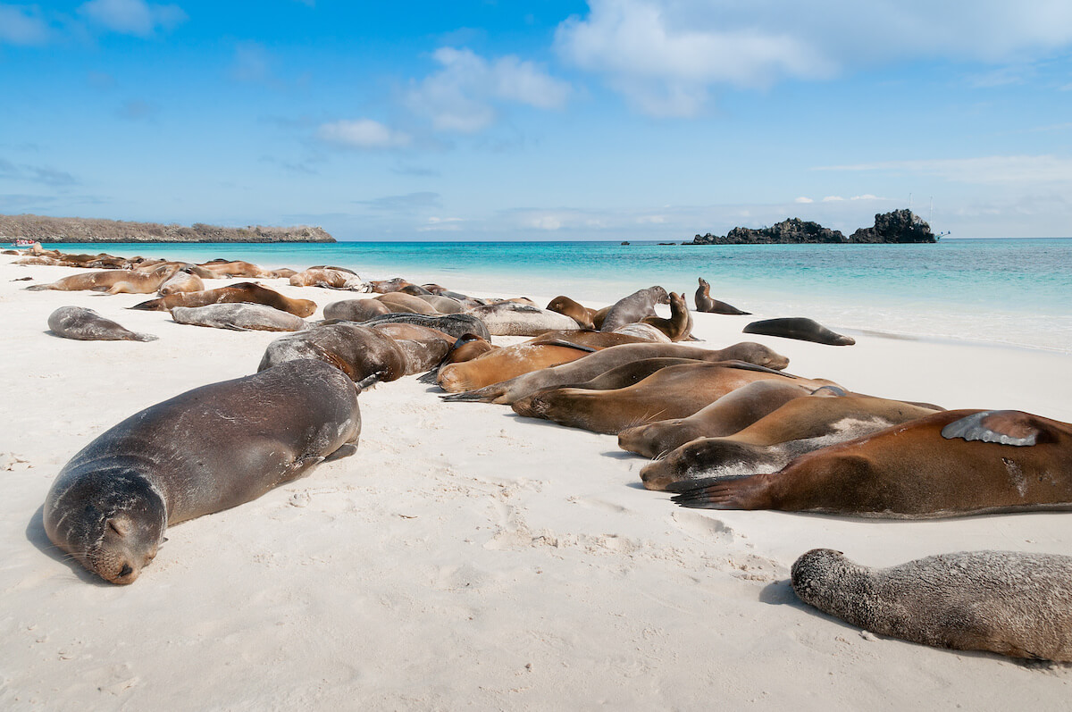 Espanola Island Galapagos with many sea-lions sleeping on a beach.