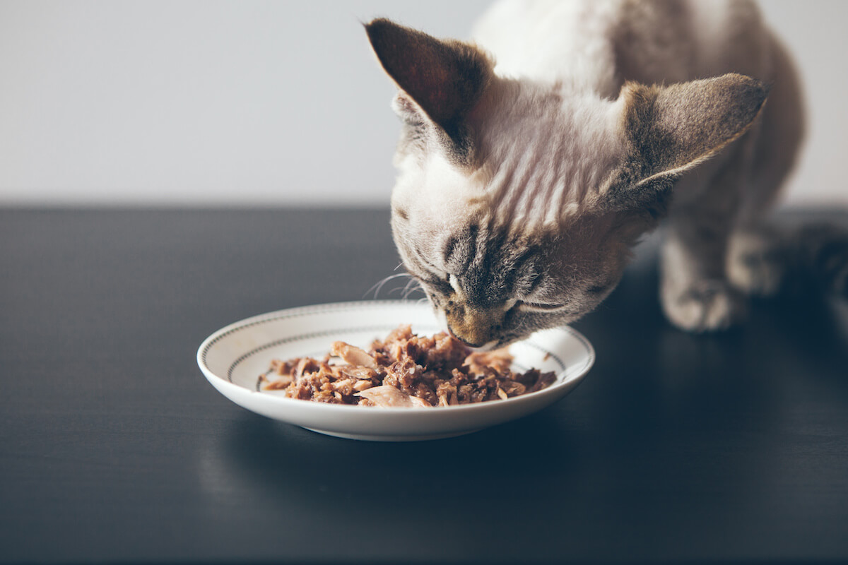 Beautiful tabby cat sitting next to a food plate placed on the wooden floor and eating wet tin food. 