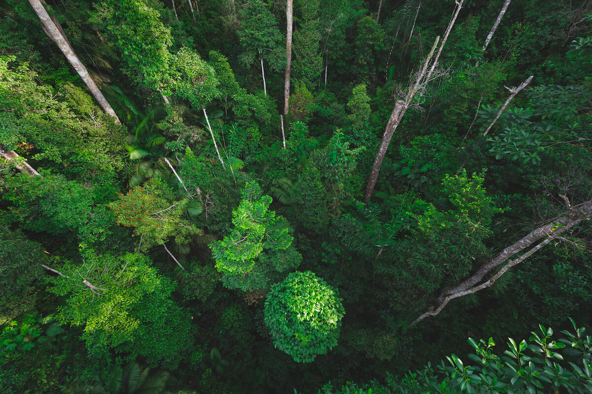 Earth Day concept with tropical forest background, natural sense with canopy tree in the wild