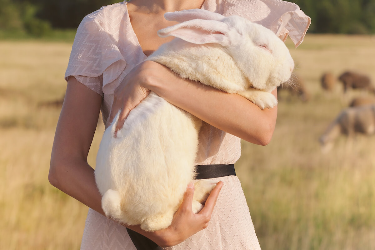 White rabbit in woman hands, cruelty free, not tested on animals concept