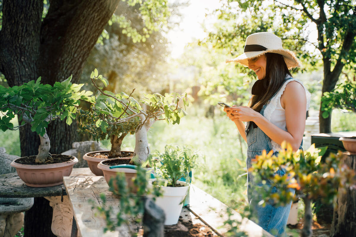 Beautiful woman transplanting bonsai a into a new pot while using smartphone