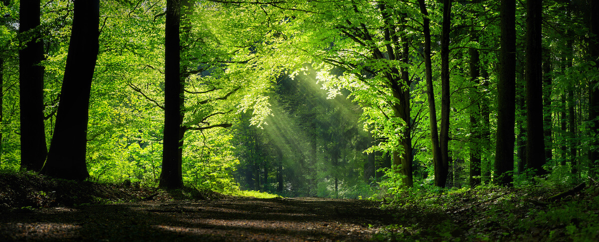 Panoramic forest scenery with green branches shaping a natural archway