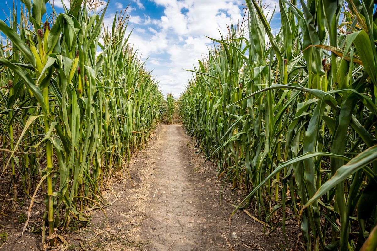 Labyrinth made on corn field is ideal fun for families.