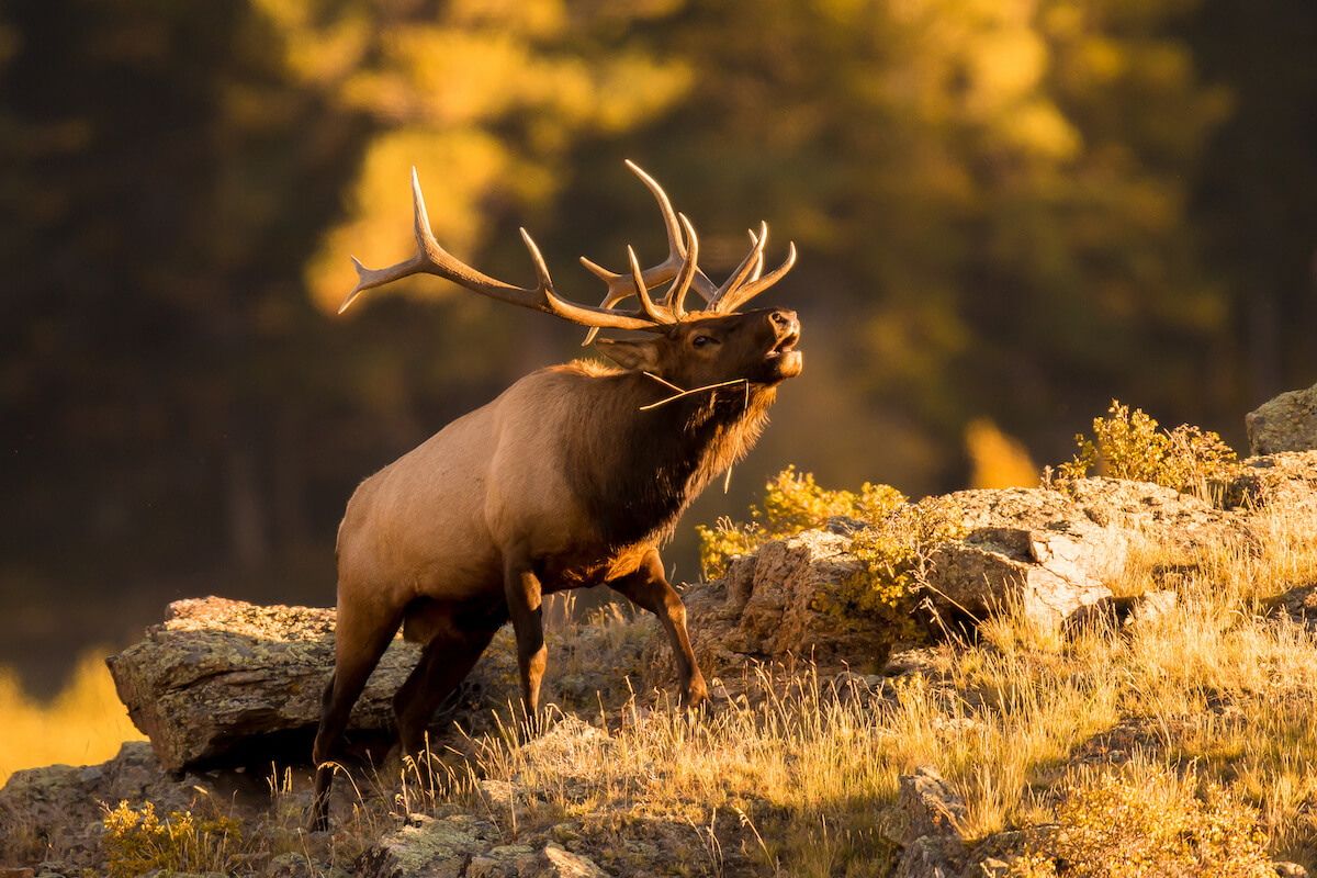 Closeup of elk in nature