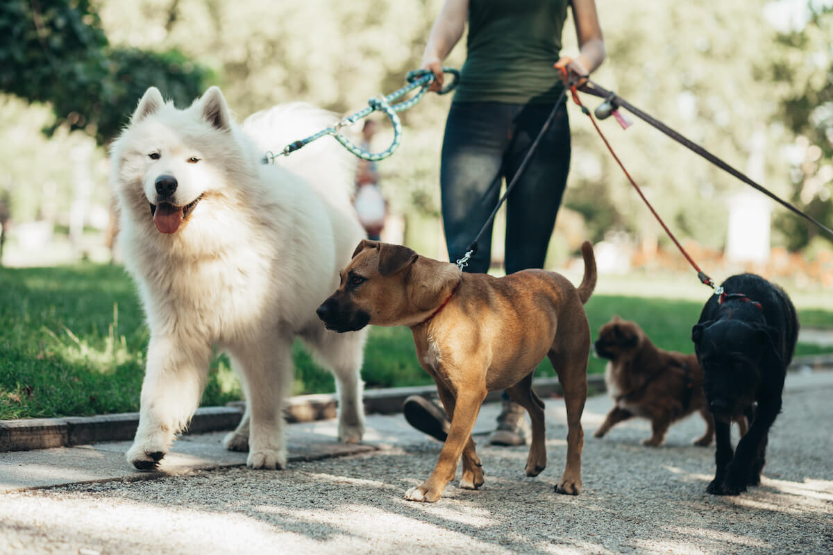 Dog walker enjoying with dogs while walking outdoors.