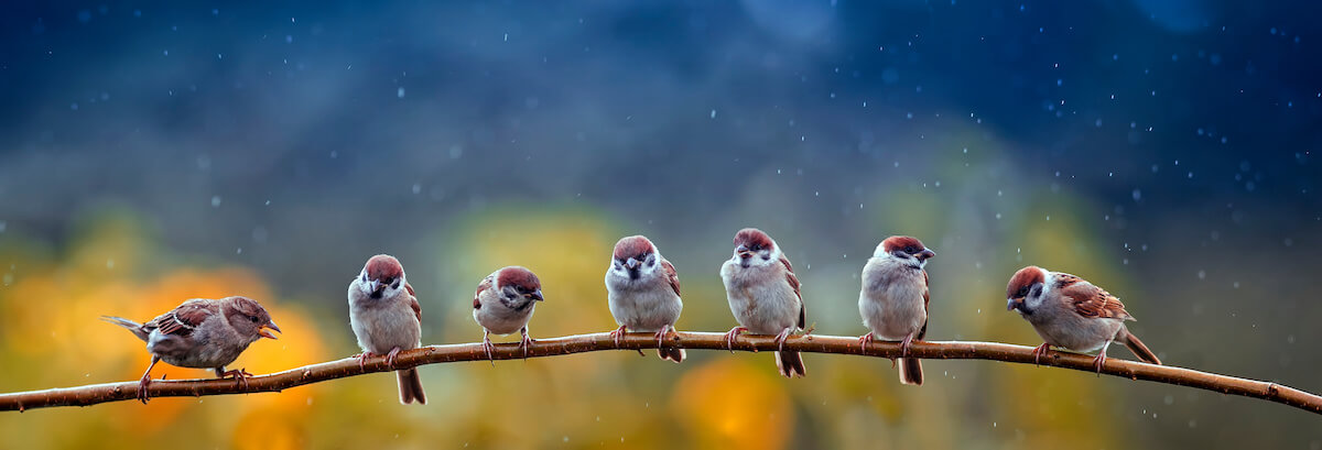 Natural panoramic photo with little funny birds and Chicks sitting on a branch in summer garden in the rain